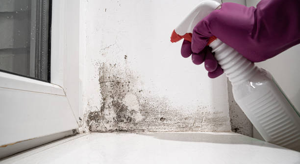 Best Water damage restoration services  in USA