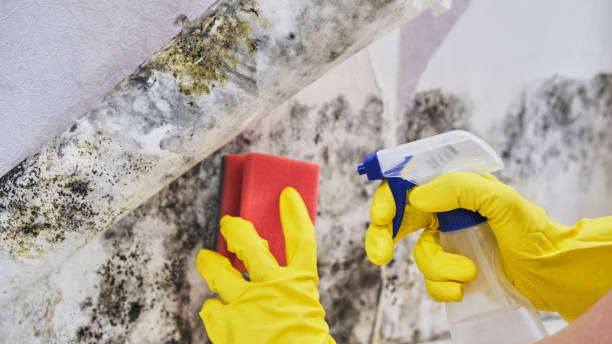 Best Mold removal after water damage  in USA